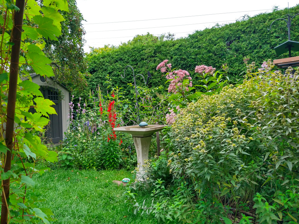Native Ontario wildflowers and plants in a natural setting, showcasing diverse species with various colors and growth forms. The lush vegetation demonstrates the beauty of local flora that can be found in the catalogue.