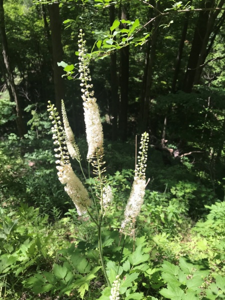 Image of Actaea racemosa