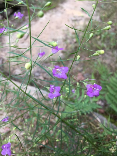Image of Agalinis tenuifolia