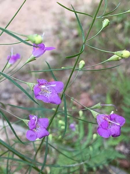Image of Agalinis tenuifolia