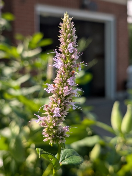 Image of Agastache foeniculum
