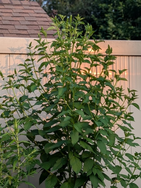 Image of Agastache nepetoides
