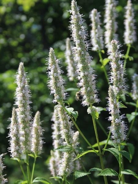 Image of Agastache scrophulariifolia