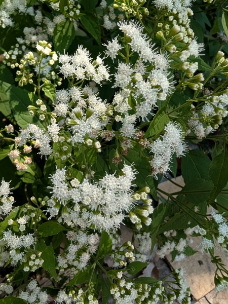 Image of Ageratina altissima