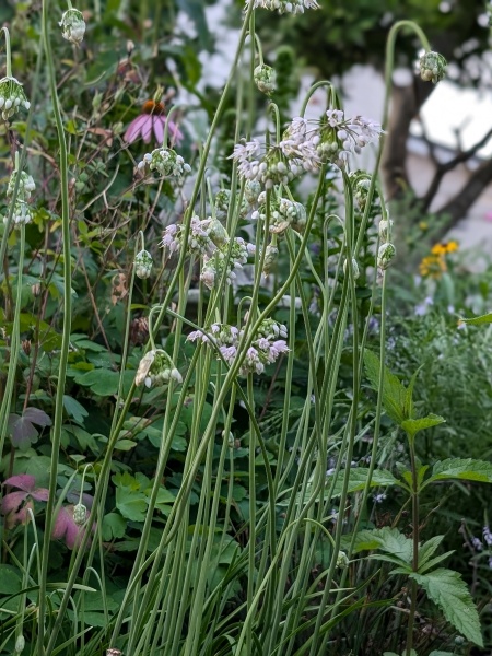 Image of Allium cernuum