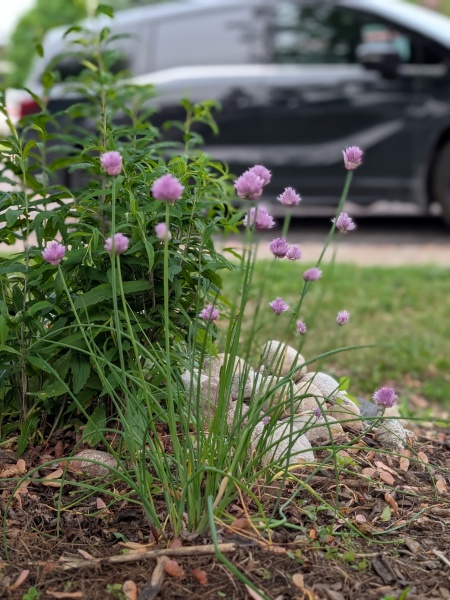 Image of Allium schoenoprasum