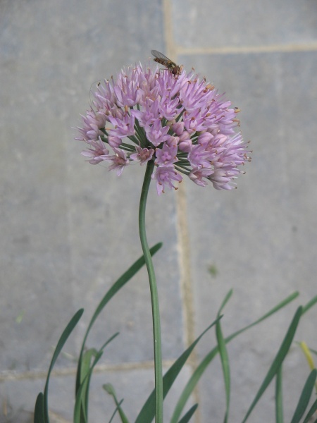 Image of Allium stellatum