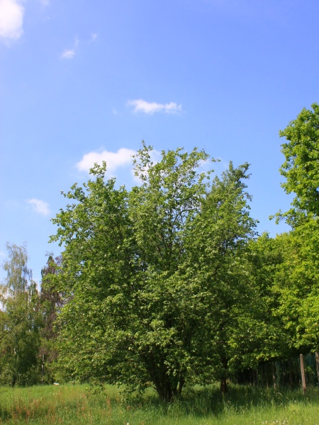 Image of Alnus incana