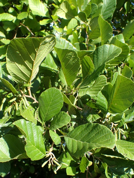 Image of Alnus incana subsp. rugosa