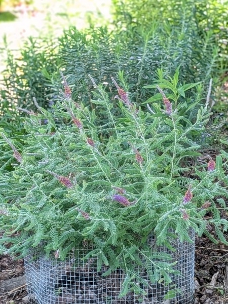 Image of Amorpha canescens