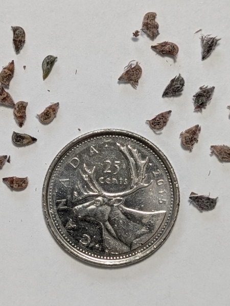 Image of Amorpha canescens