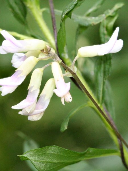 Image of Amphicarpaea bracteata