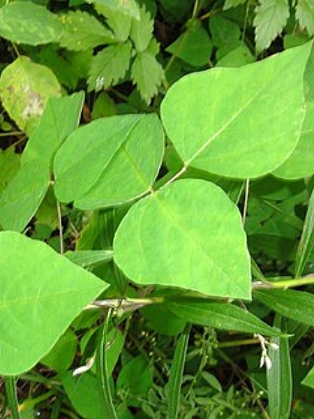 Image of Amphicarpaea bracteata