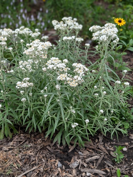 Image of Anaphalis margaritacea