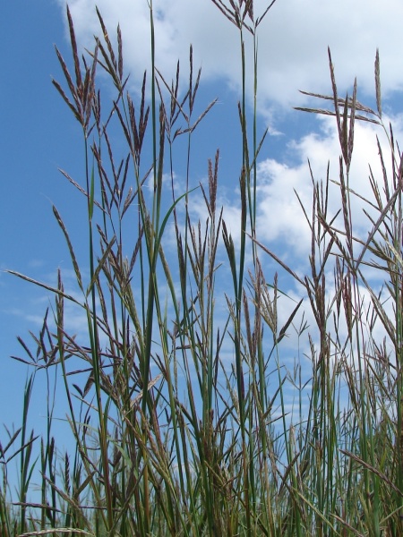 Image of Andropogon gerardi