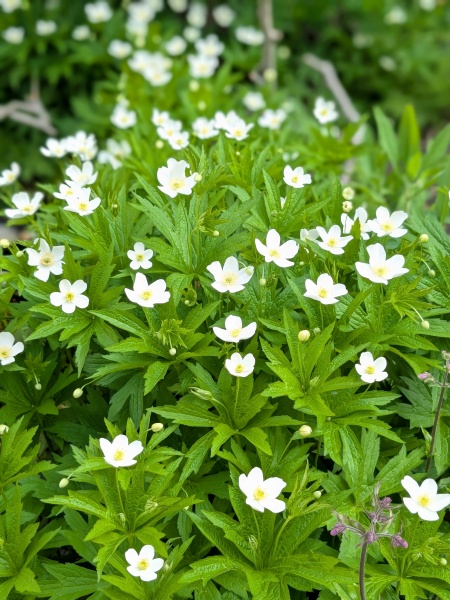 Image of Anemonastrum canadense