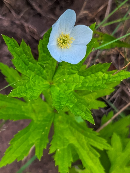 Image of Anemone cylindrica