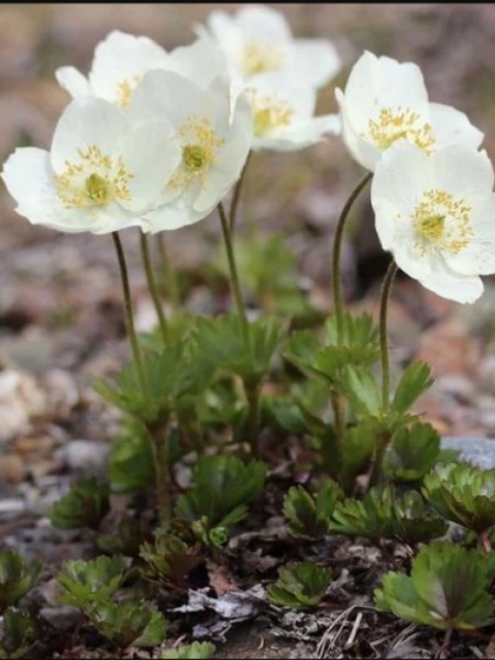 Image of Anemone parviflora