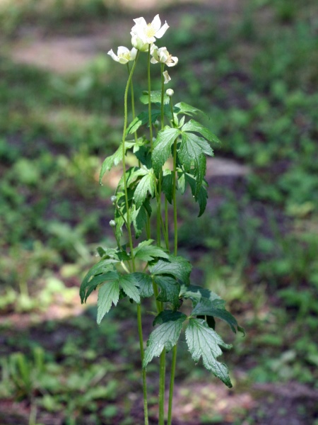 Image of Anemone virginiana