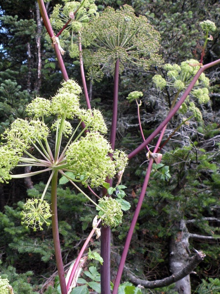 Image of Angelica atropurpurea