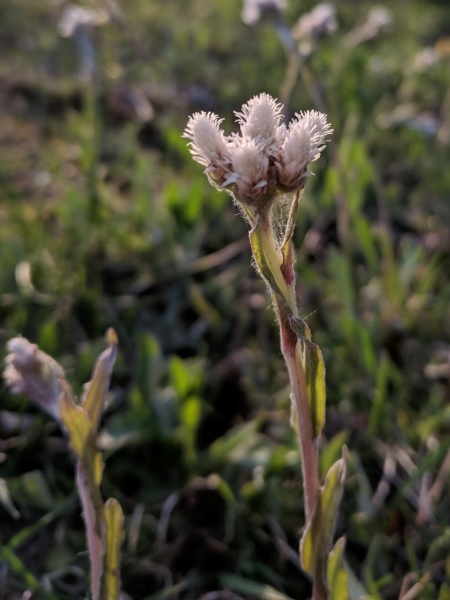 Image of Antennaria howellii