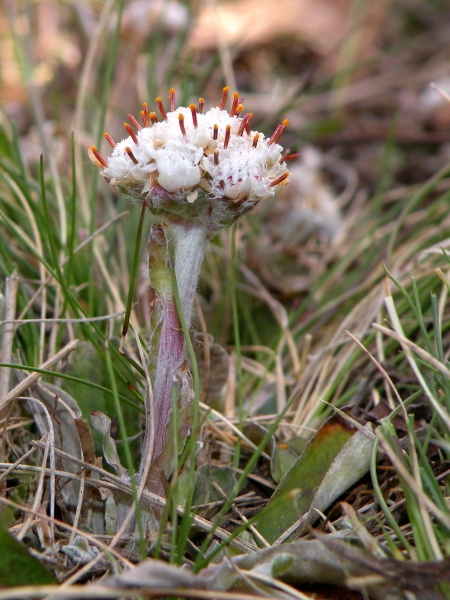 Image of Antennaria neglecta