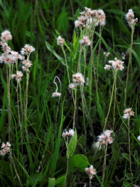 Image of Antennaria parlinii