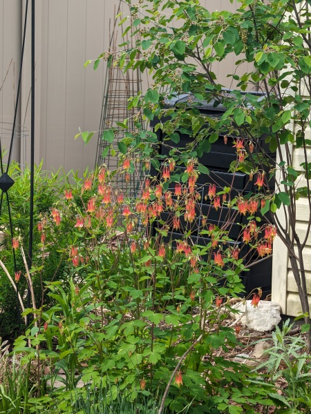 Image of Aquilegia canadensis