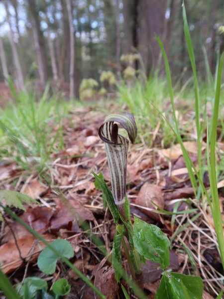 Image of Arisaema triphyllum