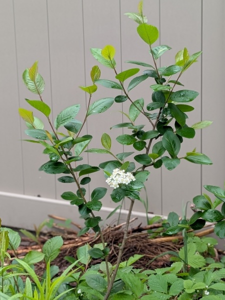 Image of Aronia melanocarpa