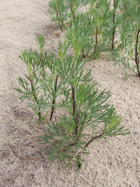 Image of Artemisia campestris