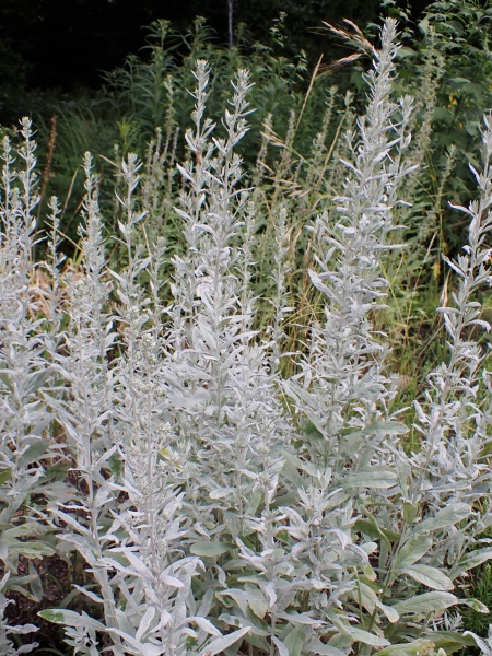 Image of Artemisia ludoviciana