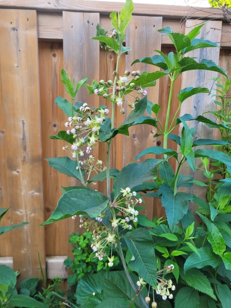 Image of Asclepias exaltata