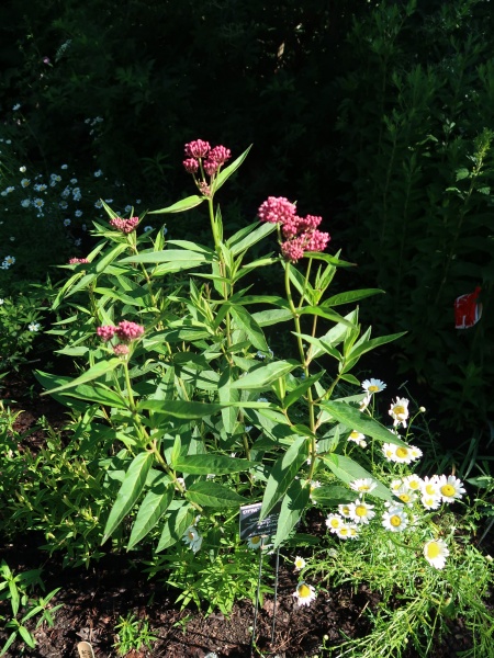 Image of Asclepias incarnata