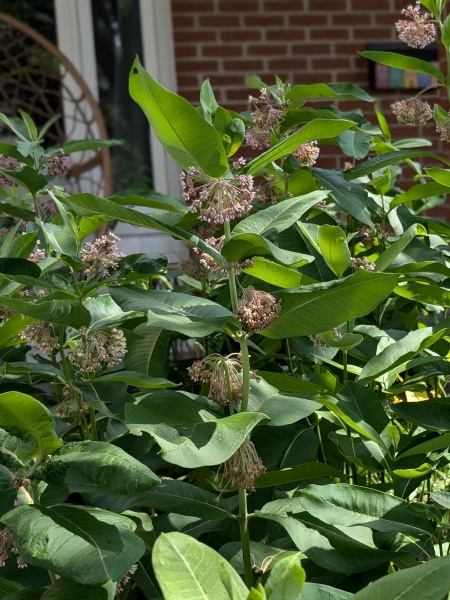 Image of Asclepias syriaca