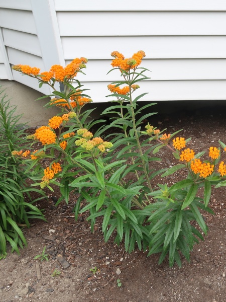 Image of Asclepias tuberosa