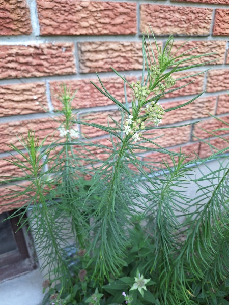 Image of Asclepias verticillata