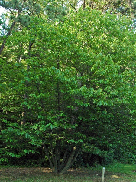 Image of Asimina triloba