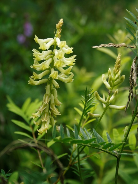 Image of Astragalus canadensis