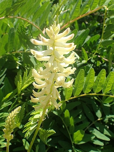 Image of Astragalus canadensis