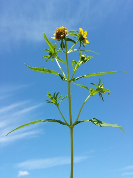 Image of Bidens cernua