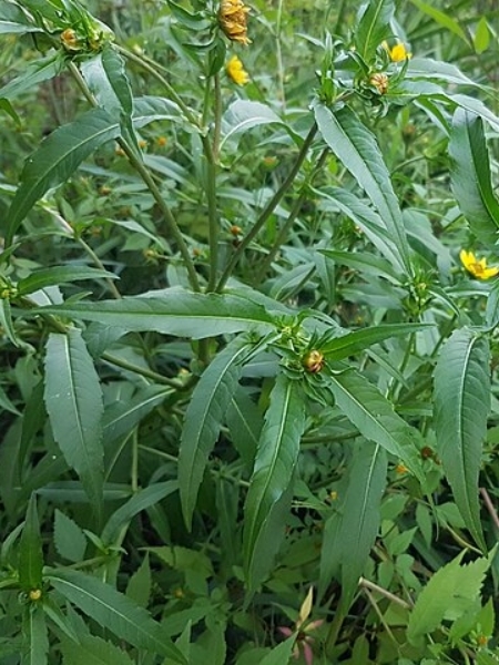 Image of Bidens cernua