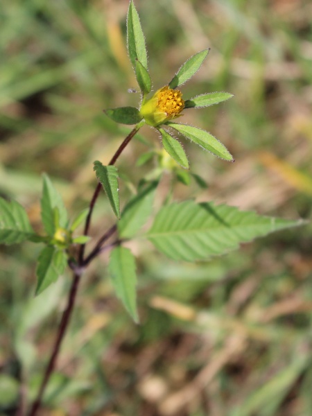 Image of Bidens frondosa