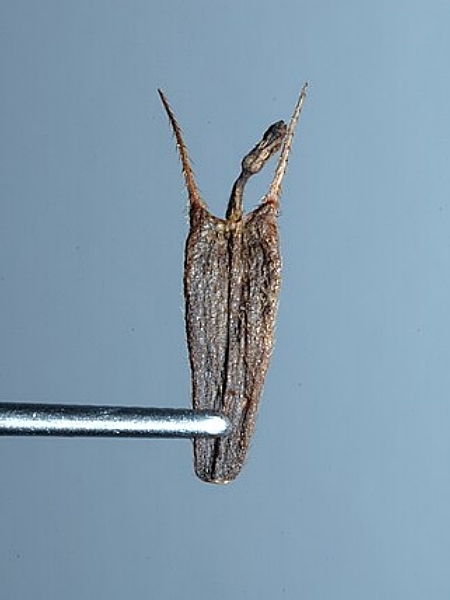 Image of Bidens frondosa