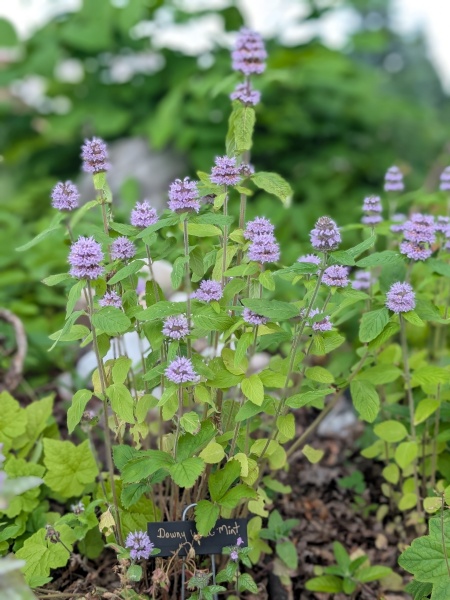 Image of Blephilia ciliata