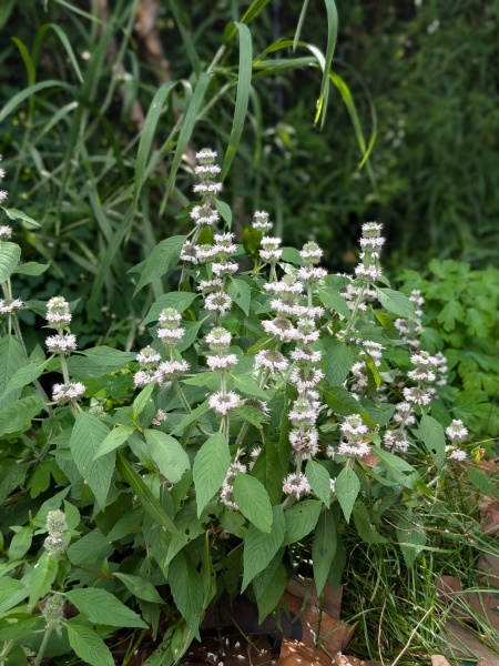 Image of Blephilia hirsuta