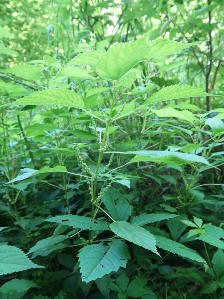 Image of Boehmeria cylindrica