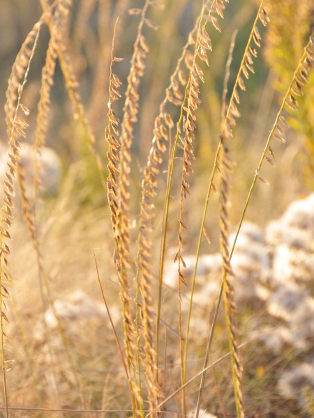 Image of Bouteloua curtipendula