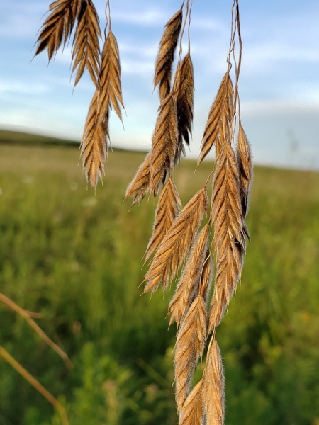 Image of Bromus kalmii