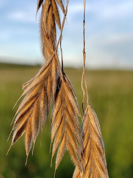 Image of Bromus kalmii